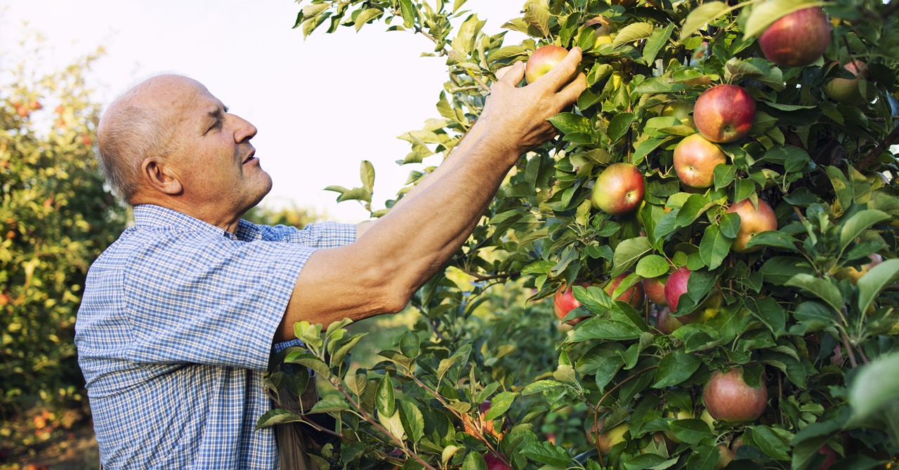 how to apply as a fruit picker in australia